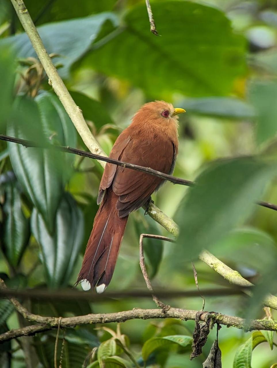 Sendero De Las Aves Міндо Екстер'єр фото